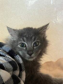 EMORY -  Domestic Medium Hair Cat for Adoption in Frisco, Colorado - EMORY | PetCurious