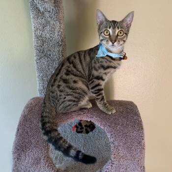 Rescue Domestic Short Hair Cats for Adoption in Alexandria, Louisiana - Rikki | PetCurious
