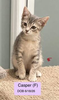 Casper -  Domestic Short Hair and Tabby Cat for Adoption in Vacaville, California - Casper | PetCurious