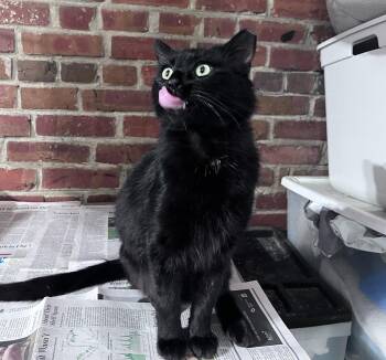 Rescue Domestic Short Hair Cats for Adoption in Philadelphia, Pennsylvania - Horatio Van Hadfield | PetCurious