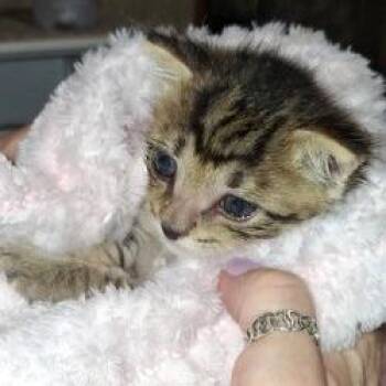 Bam-Bam -  Domestic Short Hair Cat for Adoption in West Palm Beach, Florida - Bam-Bam | PetCurious