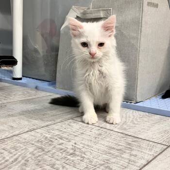 Bluebell -  Domestic Long Hair and Maine Coon Cat for Adoption in Mastic, New York - Bluebell | PetCurious