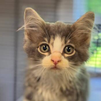 Watson -  Domestic Medium Hair Cat for Adoption in Muncie, Indiana - Watson | PetCurious