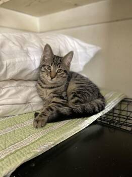 Domestic Short Hair Cats Available for Adoption - Bhutan | PetCurious