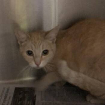 Brandy -  Domestic Short Hair Cat for Adoption in Oak Park, Illinois - Brandy | PetCurious