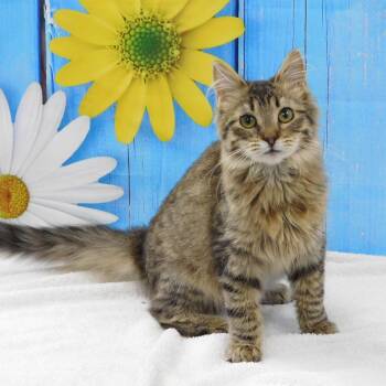 Pippa -  Domestic Medium Hair Cat for Adoption in Canton, Illinois - Pippa | PetCurious