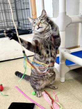 Tabby Cats Available for Adoption - Seamus (FCID# 01/30/2025 - 118) Willow Grove | PetCurious