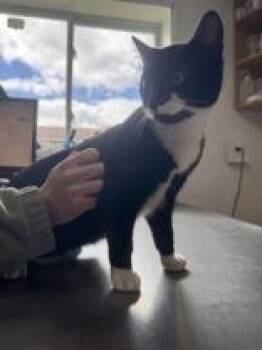 Sandy -  Domestic Short Hair Cat Available for Adoption in Potsdam, New York - Sandy | PetCurious