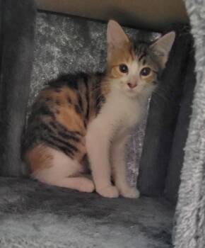 Meleah -  Domestic Short Hair Cat for Adoption in Bloomington, Indiana - Meleah | PetCurious