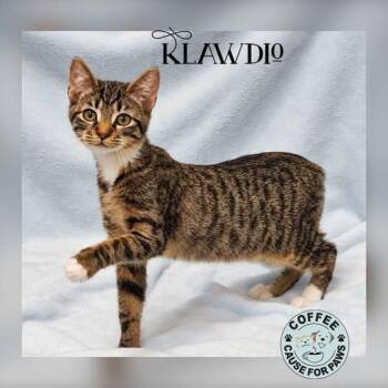 Klawdio -  Domestic Short Hair Cat for Adoption in Douglas, Georgia - Klawdio | PetCurious