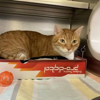 Domestic Short Hair Cats Available for Adoption in Richmond, Virginia - Nick Frost | PetCurious