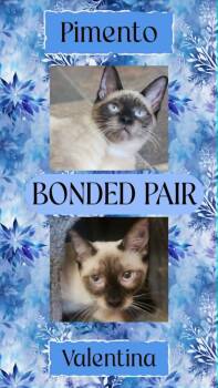 Siamese Cats Available for Adoption in Oregon, Wisconsin - Pimento & Valentina(Bonded Pair-Bro & Sis) | PetCurious