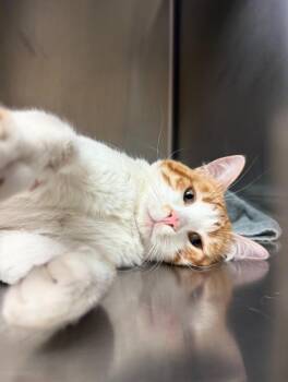 Mr Friendly -  Domestic Short Hair Cat for Adoption in Thayne, Wyoming - Mr Friendly | PetCurious