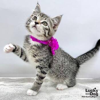 Domestic Short Hair Cats Available for Adoption in Washington, District Of Columbia - Karma | PetCurious