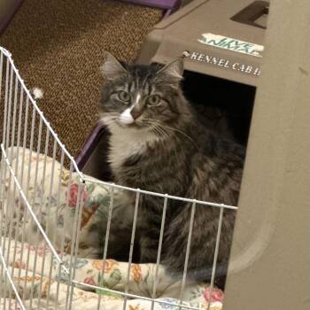 Dove -  Domestic Long Hair Cat for Adoption in Concord, New Hampshire - Dove | PetCurious