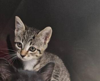 Bonnet Kitten 1(Poppet) -  Domestic Short Hair Cat for Adoption in Mocksville, North Carolina - Bonnet Kitten 1(Poppet) | PetCurious