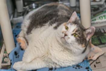 Domestic Short Hair Cats Available for Adoption - GIBBIE | PetCurious