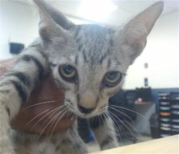 JELLY -  Domestic Short Hair Cat for Adoption in Doral, Florida - JELLY | PetCurious