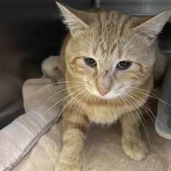 Tucson -  Domestic Short Hair Cat for Adoption in Bristol, Indiana - Tucson | PetCurious