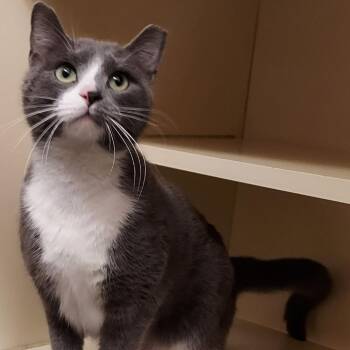 Domestic Short Hair Cats Available for Adoption in Dayton, Ohio - Kalina | PetCurious
