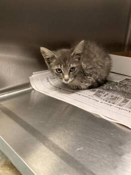 MURPHY -  Domestic Short Hair Cat for Adoption in Dallas, Texas - MURPHY | PetCurious
