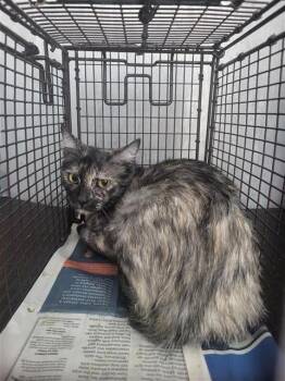 A826843 -  Domestic Short Hair Cat for Adoption in San Antonio, Texas - A826843 | PetCurious