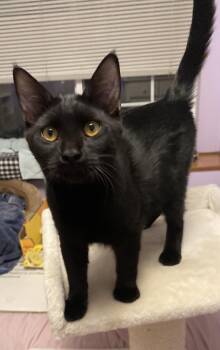 Rescue Domestic Short Hair Cats for Adoption in Burnaby, British Columbia - Freddie | PetCurious