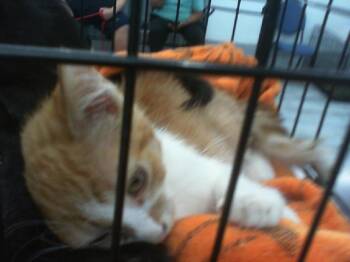 A1266091 -  Domestic Short Hair Cat for Adoption in Charlotte, North Carolina - A1266091 | PetCurious