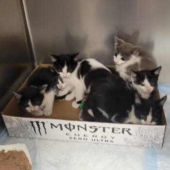 70s Rock Band -  Domestic Short Hair Cat for Adoption in Westminster, California - 70s Rock Band | PetCurious