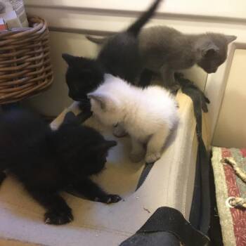 Earplugs -  Domestic Short Hair Cat for Adoption in Westminster, California - Earplugs | PetCurious