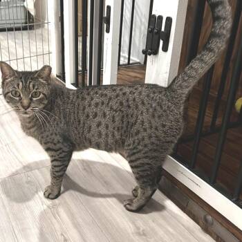 Rescue Domestic Short Hair Cats for Adoption in Austin, Texas - Cookie MC | PetCurious