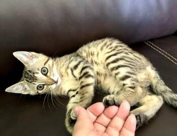 Gracie -  Domestic Short Hair Cat for Adoption in Houston, Texas - Gracie | PetCurious