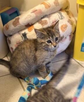Jessie -  Domestic Short Hair Cat for Adoption in Kettering, Ohio - Jessie | PetCurious