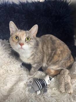 Domestic Short Hair Cats Available for Adoption - Chlora | PetCurious