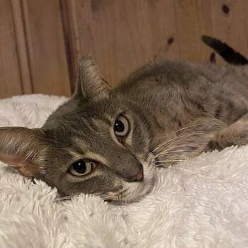 Luna LuLu Adams -  Domestic Short Hair Cat for Adoption in Tampa, Florida - Luna LuLu Adams | PetCurious