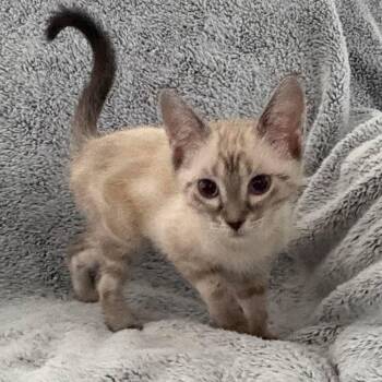 BLT -  Siamese and Domestic Short Hair Cat for Adoption in Winchester, Virginia - BLT | PetCurious