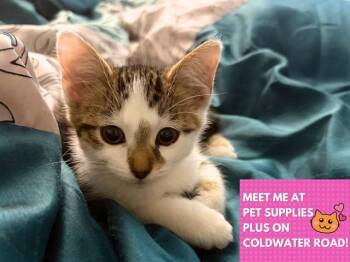 GERTRUDE -  Domestic Short Hair Cat for Adoption in Fort Wayne, Indiana - GERTRUDE | PetCurious