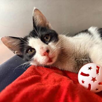 Rhaenyra -  Domestic Short Hair Cat for Adoption in West Palm Beach, Florida - Rhaenyra | PetCurious