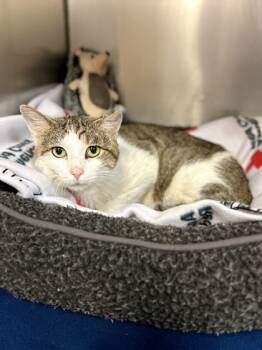 Rescue Domestic Short Hair Cats for Adoption in West Chester, Pennsylvania - Spruce | PetCurious