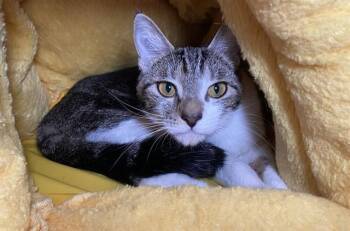 Domestic Short Hair Cats Available for Adoption in Fort Lauderdale, Florida - BABY | PetCurious