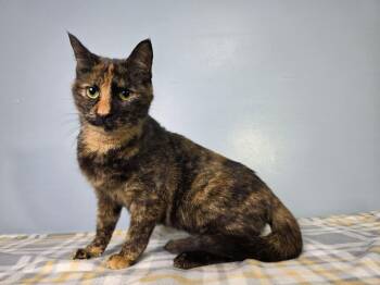Tortoiseshell and Domestic Short Hair Cats Available for Adoption in Greensburg, Pennsylvania - Sassy | PetCurious