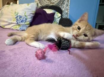 Chippy Dippy Dopey Duck -  Domestic Short Hair Cat for Adoption in St. Augustine, Florida - Chippy Dippy Dopey Duck | PetCurious
