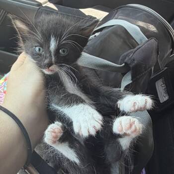 Onyx -  Domestic Short Hair Cat for Adoption in Buffalo, New York - Onyx | PetCurious