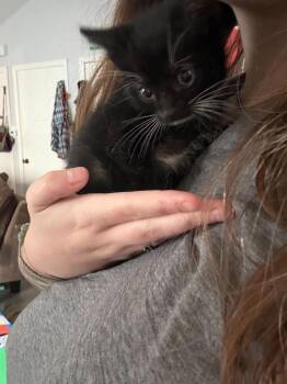 Alfred -  Domestic Short Hair Cat for Adoption in Topeka, Kansas - Alfred | PetCurious