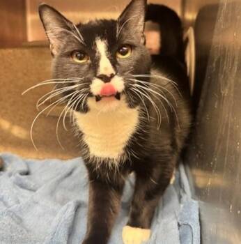 POLLO -  Domestic Short Hair Cat for Adoption in Anchorage, Alaska - POLLO | PetCurious
