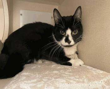 COOKIE -  Domestic Short Hair Cat for Adoption in Colorado Springs, Colorado - COOKIE | PetCurious
