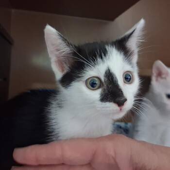 Yakko -  Domestic Short Hair Cat for Adoption in Middlebury, Vermont - Yakko | PetCurious