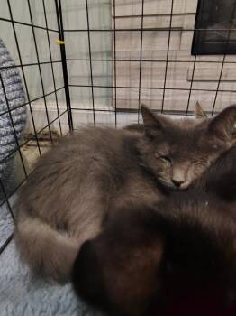 Oakley -  Domestic Short Hair Cat for Adoption in Germantown, Ohio - Oakley | PetCurious