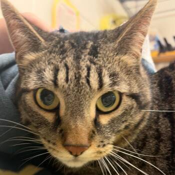 Jack Jack -  Domestic Short Hair Cat for Adoption in Murray, Utah - Jack Jack | PetCurious