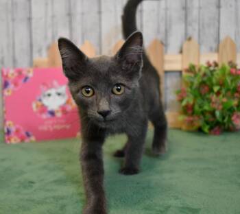 Charlotte -  Domestic Short Hair Cat for Adoption in Roanoke, Texas - Charlotte | PetCurious